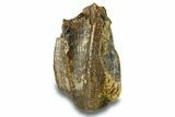 Fossil Hadrosaur (Edmontosaurus) Partial Tooth - Wyoming #293798-1